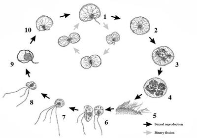 Sexual Reproduction in Dinoflagellates—The Case of Noctiluca scintillans and Its Ecological Implications